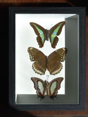 Framed butterfly specimens
